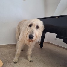 Všechnohrátky v MŠ - povídání o pejskovi