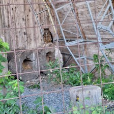 Výlet Soviček a Sluníček